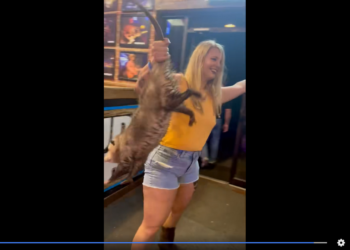 Woman wrangles possum out of dance hall, Texas video shows. ‘Not all heroes wear capes’