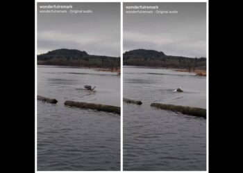 Bald eagle spotted awkwardly swimming in Canada — then comes another surprise