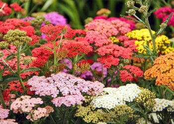 12 Plants That Will Keep Weeds Out of Your Garden Once and for All