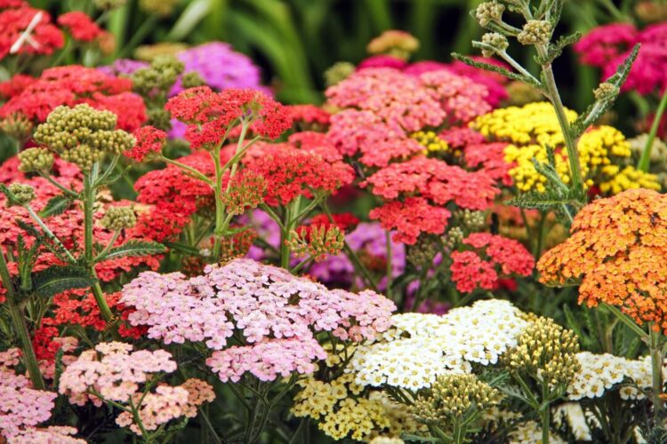 12 Plants That Will Keep Weeds Out of Your Garden Once and for All