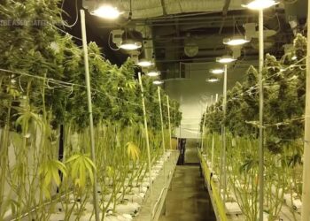 ‘Race to the Bottom’ West Coast Legal Pot Is Struggling