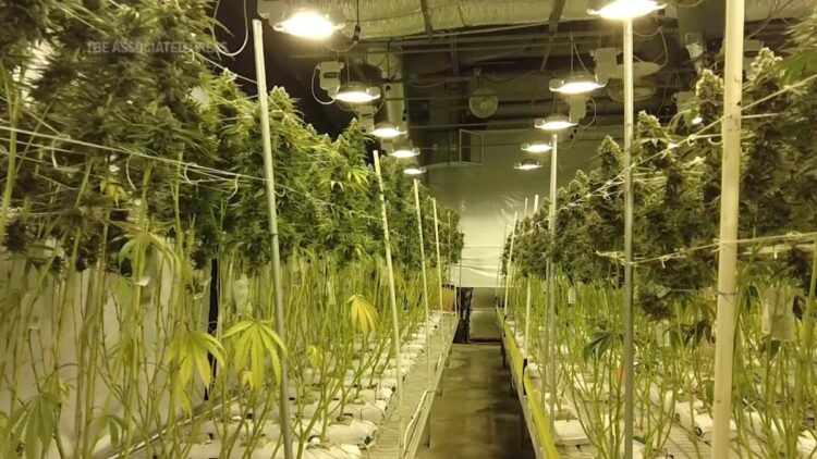 ‘Race to the Bottom’ West Coast Legal Pot Is Struggling