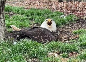 Murphy the bald eagle becomes father to orphaned eaglet after weeks caring for rock
