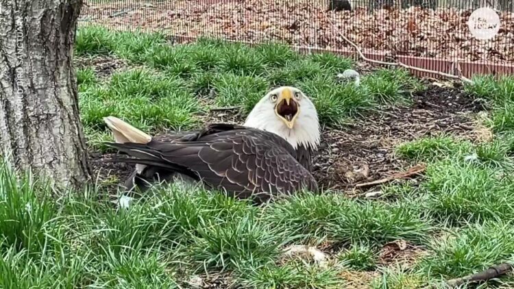 Murphy the bald eagle becomes father to orphaned eaglet after weeks caring for rock
