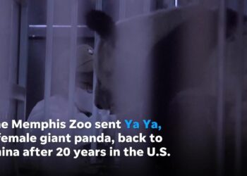 Chinese giant panda Ya Ya back in China after 20 years at Memphis Zoo in Tennessee