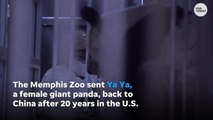Chinese giant panda Ya Ya back in China after 20 years at Memphis Zoo in Tennessee