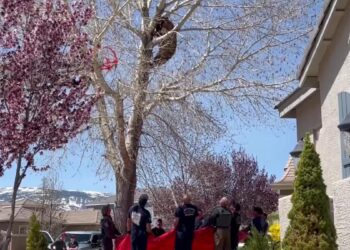 Nevada firefighters rescue a bear trapped in a tree by catching it in a tarp