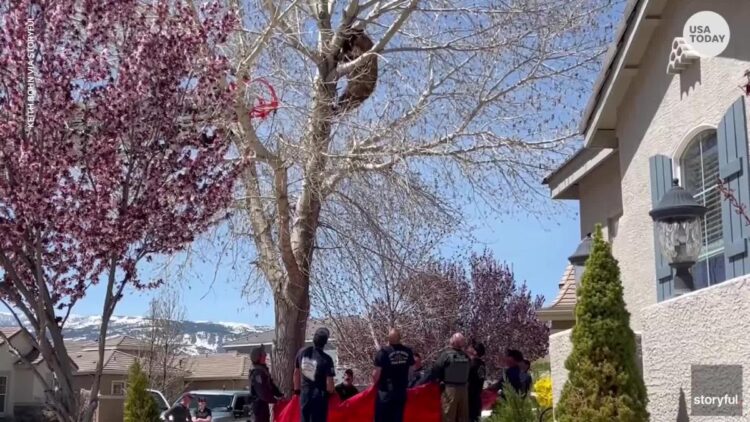 Nevada firefighters rescue a bear trapped in a tree by catching it in a tarp
