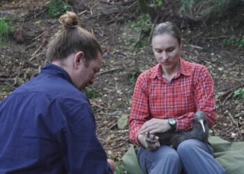 New Zealand fights to save its flightless national bird