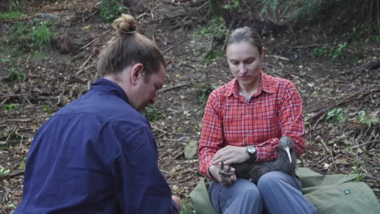 New Zealand fights to save its flightless national bird