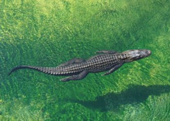 7-foot alligator ends up in American River — and no one knows how it got there