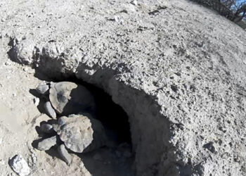 ‘Mojave Max’ tortoise emerges in Vegas; latest since 2000