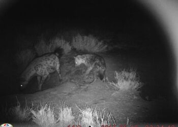 Three unlikely creatures seen sharing the same den. They haven’t eaten each other yet