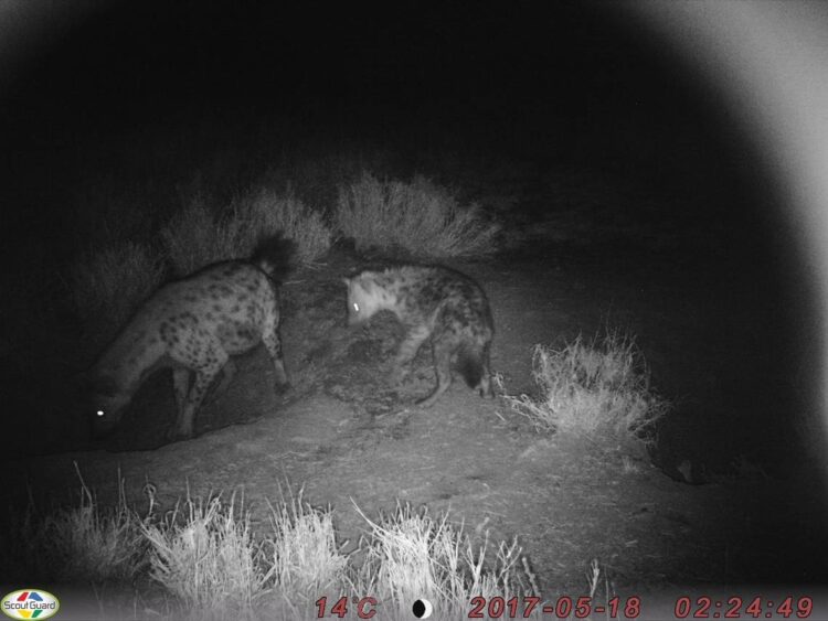 Three unlikely creatures seen sharing the same den. They haven’t eaten each other yet