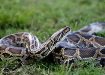 Graphic video shows an entire 5-foot long alligator being removed from stomach of an 18-foot python