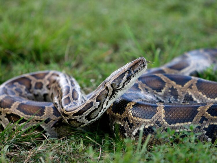 Graphic video shows an entire 5-foot long alligator being removed from stomach of an 18-foot python