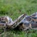 Graphic video shows an entire 5-foot long alligator being removed from stomach of an 18-foot python