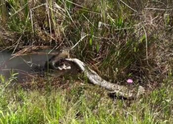 Gator body slams then devours python in Florida