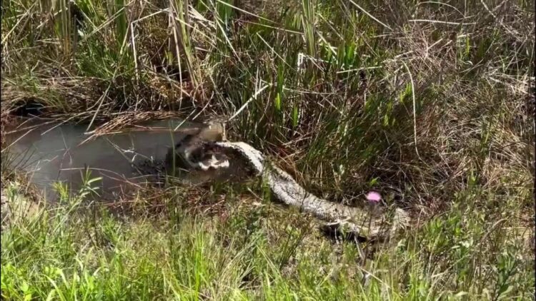 Gator body slams then devours python in Florida