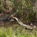 Gator body slams then devours python in Florida