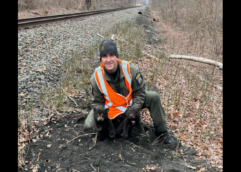 Bear cubs found ‘huddled’ together by railroad with no mother in sight in New York