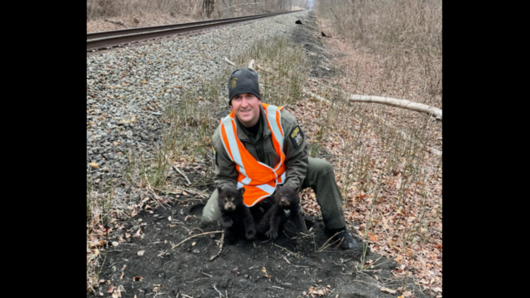 Bear cubs found ‘huddled’ together by railroad with no mother in sight in New York