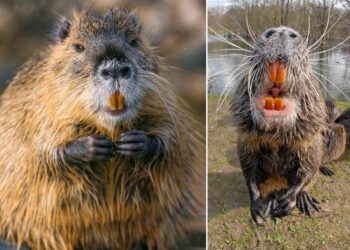 20-pound rodents with big orange teeth, rat-like tails, and no necks are wreaking havoc in the US and landing on ‘most unwanted’ lists