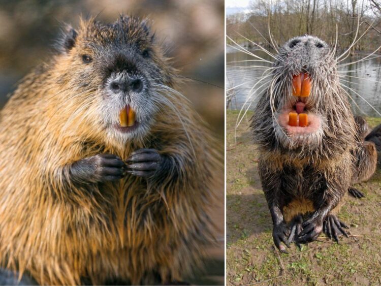 20-pound rodents with big orange teeth, rat-like tails, and no necks are wreaking havoc in the US and landing on ‘most unwanted’ lists
