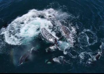 Gray whales fight off 30 killer whales in dramatic drone video off California coast