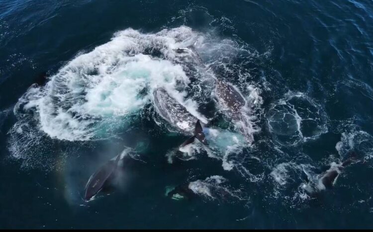 Gray whales fight off 30 killer whales in dramatic drone video off California coast