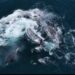 Gray whales fight off 30 killer whales in dramatic drone video off California coast