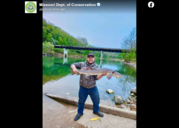Angler tries to catch a catfish — but hooks prehistoric, endangered fish in Missouri
