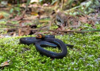 Scientists Found a Snake That Cartwheels Away From Danger