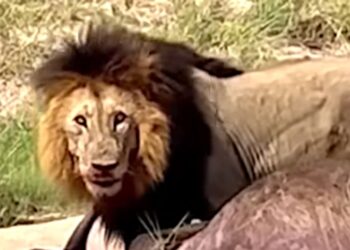Lion Takes Down A Buffalo But What He Does Next Is Truly Impressive
