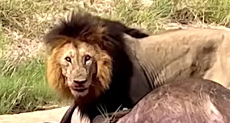 Lion Takes Down A Buffalo But What He Does Next Is Truly Impressive