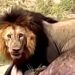 Lion Takes Down A Buffalo But What He Does Next Is Truly Impressive
