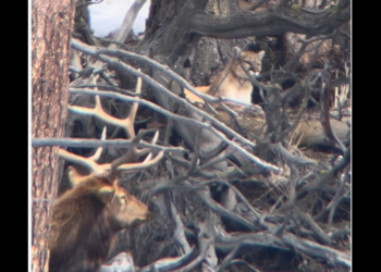 See stunning moment between predator and prey that left Yellowstone guide ‘speechless’
