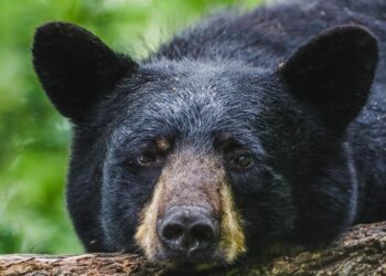 A bear lumbered into a man’s backyard in North Carolina, and a camera caught the exact moment they noticed each other