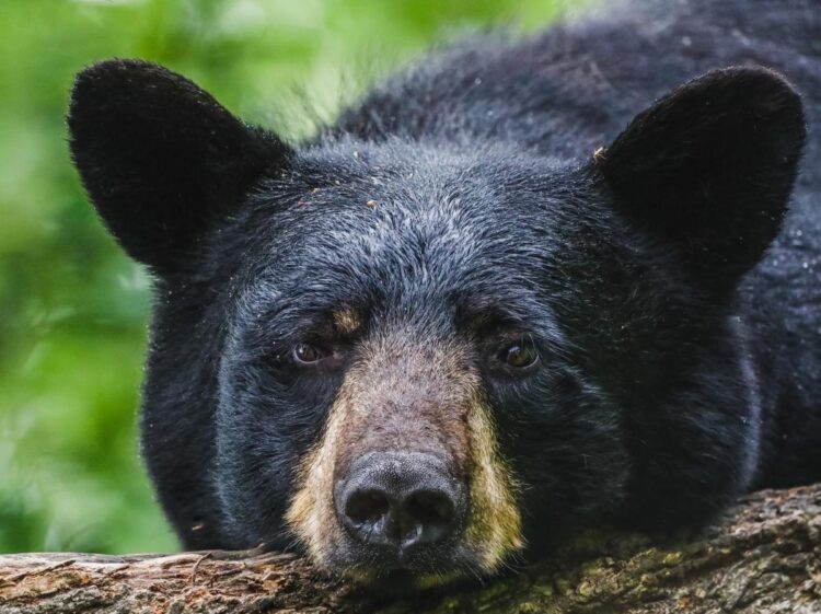 A bear lumbered into a man’s backyard in North Carolina, and a camera caught the exact moment they noticed each other