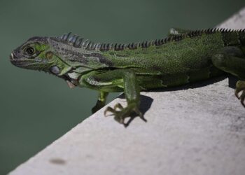 A wild iguana in Costa Rica bit a little girl as it tried to steal her piece of cake. Now, doctors say she has developed a rare bacterial infection.