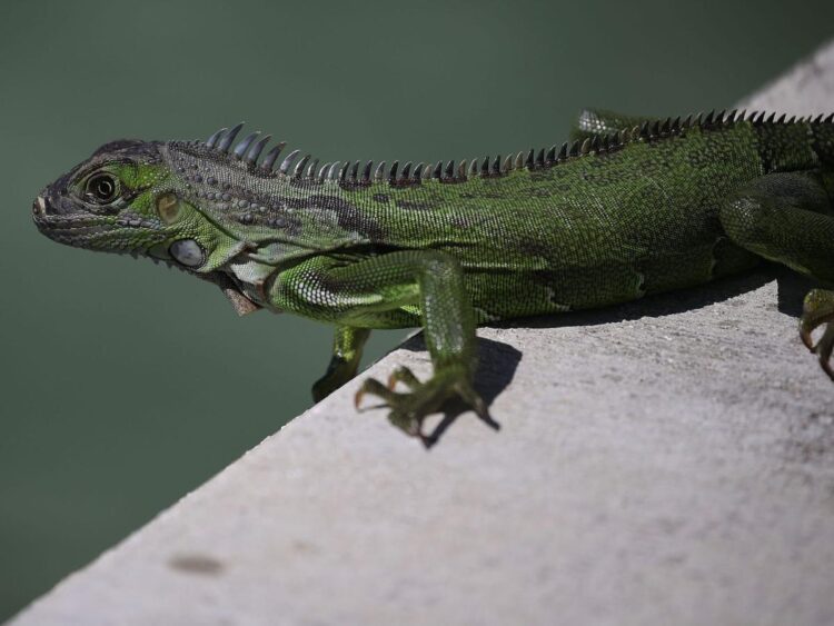 A wild iguana in Costa Rica bit a little girl as it tried to steal her piece of cake. Now, doctors say she has developed a rare bacterial infection.