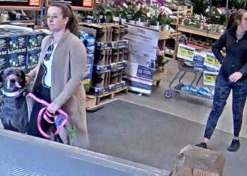 Colorado Home Depot customer attacked by dog, owner flees store