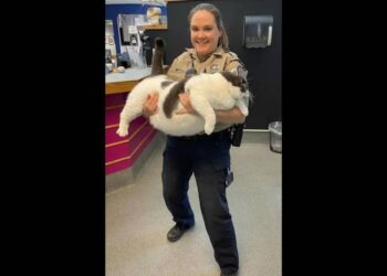 Shelter was worried about this gluttonous cat’s future – but it just got great news