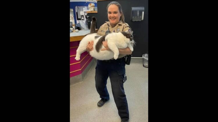 Shelter was worried about this gluttonous cat’s future – but it just got great news