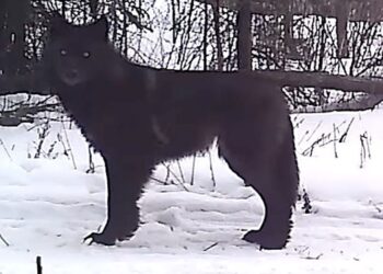 ‘Stunning’ Wolf Discovery Caught On Wildlife Camera In Minnesota