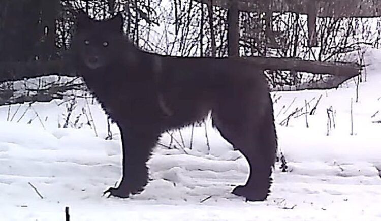 ‘Stunning’ Wolf Discovery Caught On Wildlife Camera In Minnesota