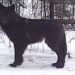 ‘Stunning’ Wolf Discovery Caught On Wildlife Camera In Minnesota