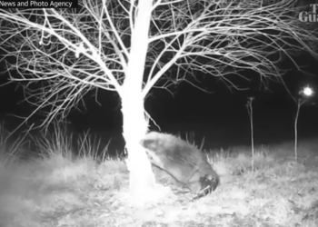 Wild creature — considered extinct in Wales for 400 years — found destroying a garden