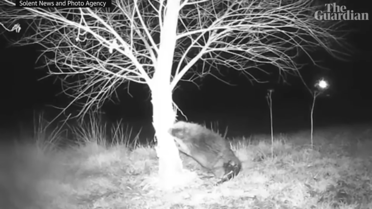 Wild creature — considered extinct in Wales for 400 years — found destroying a garden