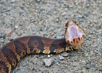 A look at the notorious cottonmouth and the lore that follows this common snake